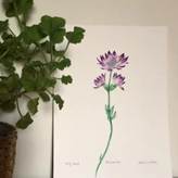 A drawing of a flower next to a plant  Description automatically generated